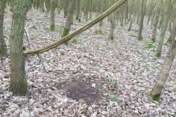 Bockjagd mit den Reilmann Brüdern: Der 1. Mai – wenn’s erstmal läuft! Pletzstelle eines Rehbocks im Wald