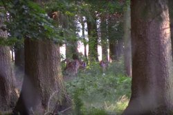 Hunter Brothers mit Jagdgirls auf Damwildjagd Aufnahme bei der Pirsch zeigt ein Rudel Damwild zwischen Bäumen