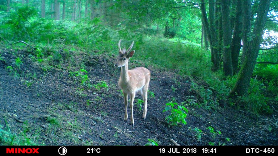 Hunter Brothers mit Jagdgirls auf Damwildjagd Aufnahme einer Wildkamera zeigt einen starken Damspießer in einem deutschen Jagdrevier