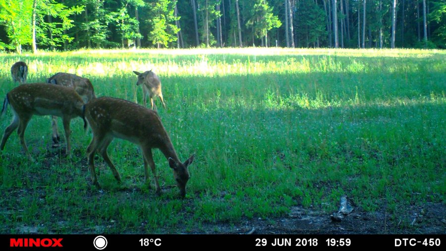 Hunter Brothers mit Jagdgirls auf Damwildjagd Aufnahme einer Wildkamera zeigt ein Rudel mit einigen Stücken Damwild