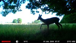 Hunter Brothers mit Jagdgirls auf Damwildjagd Aufnahme einer Wildkamera zeigt einen Rehbock, der auf den Weizenschlag zieht.