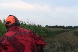 Hunter Brothers: erster reifer Keiler von Gerold Pirsch im Hellen am Maisfeld