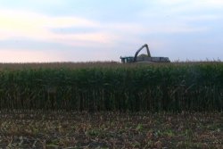 Hunter Brothers: erster reifer Keiler von Gerold Maisernte am Feld
