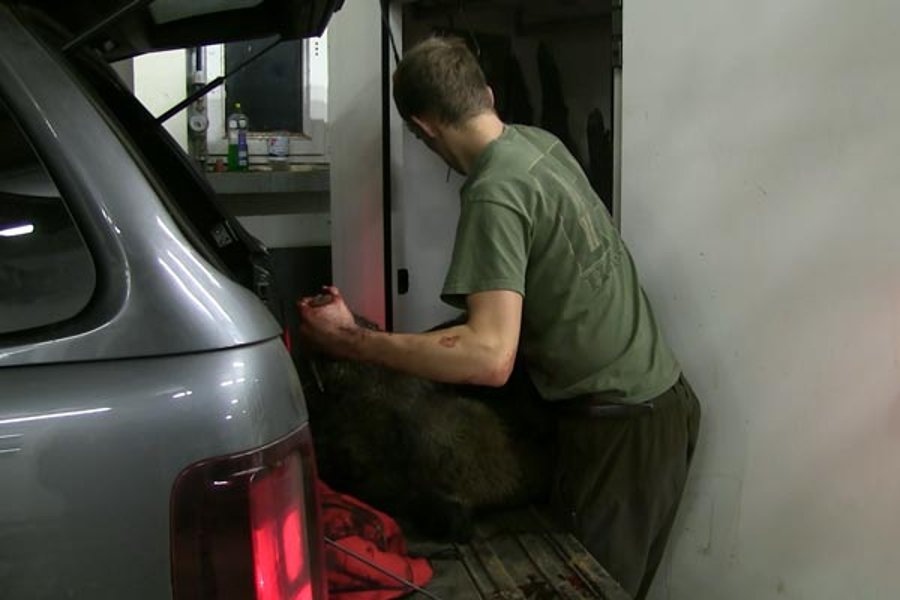 Hunter Brothers: erster reifer Keiler von Gerold Wildkühlung und Schwarzwild