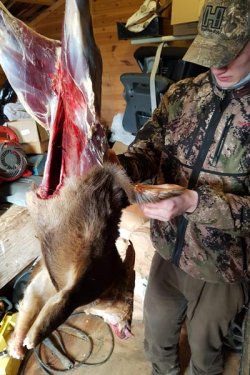 Hunter Brothers: Jagd auf Muntjaks und Wasserrehe in England Muntjak wird das Fell über die Ohren gezogen