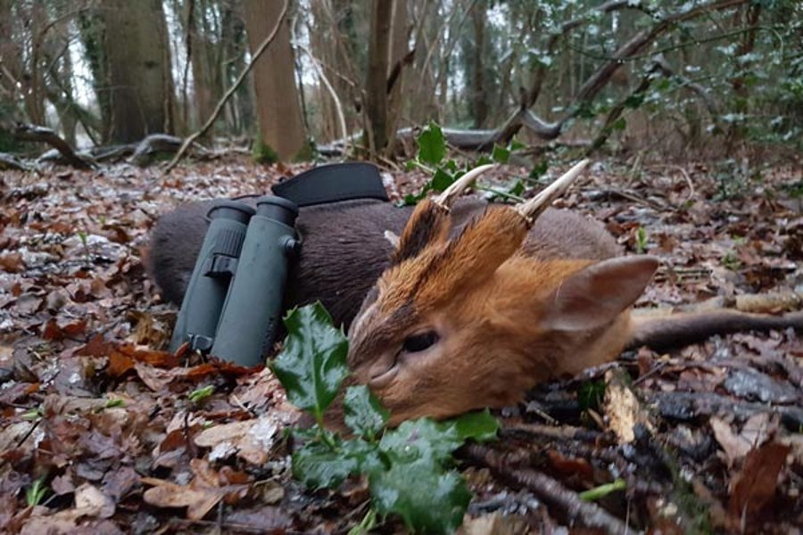 Hunter Brothers: Jagd auf Muntjaks und Wasserrehe in England Jagdreise in England: ein Muntjak-Bock