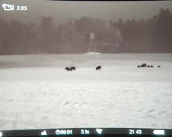 Sauenpirsch im Frühling: die Reilmann Brüder auf Schwarzwildjagd Aufnahme einer Rotte Wildschweine samt führender Bachen mit einer Wärmebildkamera