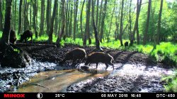 Sauenpirsch im Frühling: die Reilmann Brüder auf Schwarzwildjagd Aufnahmen einer Rotte Überläufer im Wald mit der Wildkamera