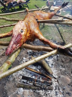 Sauenpirsch im Frühling: die Reilmann Brüder auf Schwarzwildjagd Überläuferkeiler auf dem Spieß über Feuer