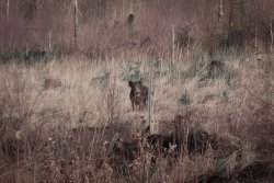 Die Schwarzwild Prognose – wie wirkt sich die Wärmebildtechnik auf die Jagd aus? Ein Junger Keiler auf der Freifläche