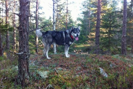 Schwedischer Jämthund.
