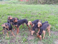 Hasenjagd mit dem italienischen Laufhund Segugio Italiano Jagdhunde Segugioi Italiano