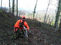 Jagd mit English Pointer Vorstehhund auf der Jagd