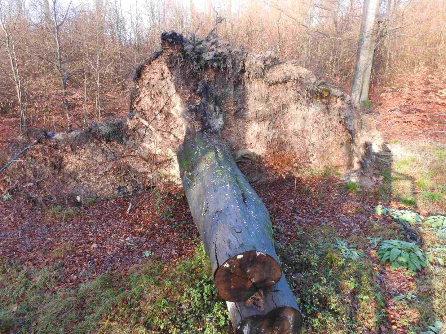 Windbruch im hessischen Forst von Reinhardshagen. Umgestürzter Baum im Forst Reinhardshagen.
