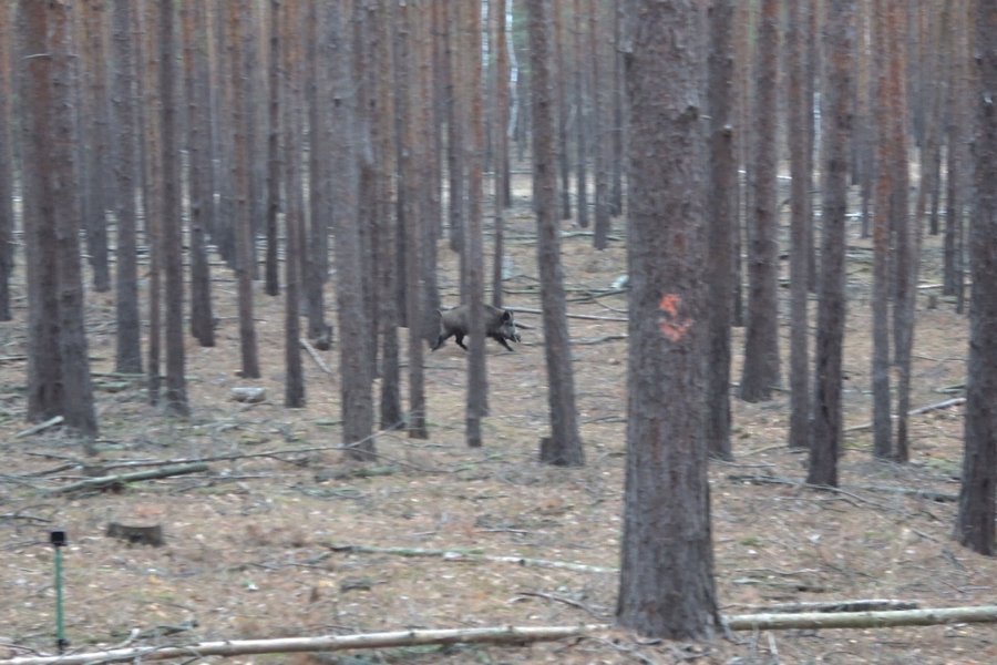 Preise für Wildbret vom Schwarzwild sind total im Keller All4Hunters---Sauen-brauchen-Wasser.00_04_14_33-min.jpg