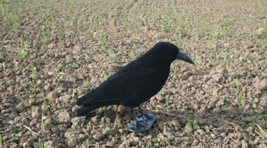 Beflockte Lockkrähe auf einem Acker für die Krähenjagd