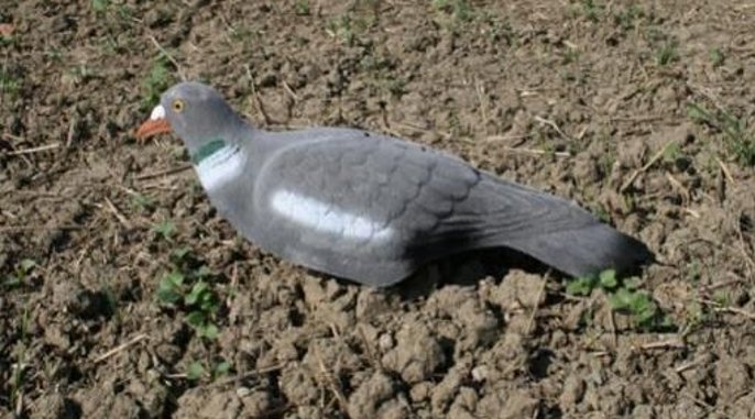 Beflockte Locktaube für attraktive Lockbilder auf der Taubenjagd