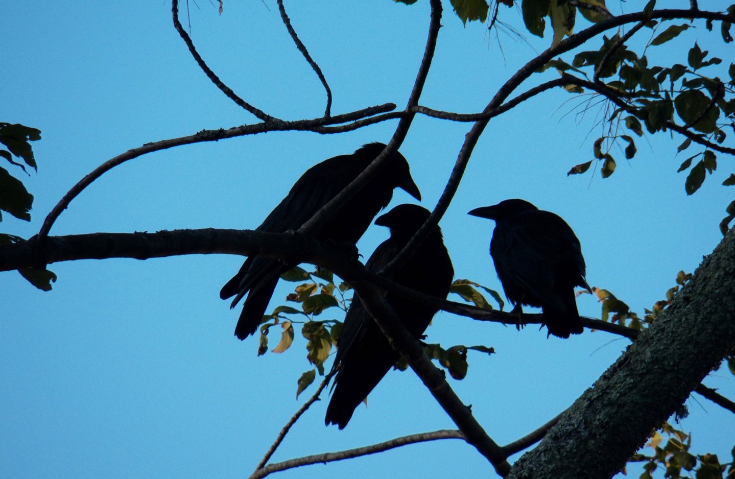 Krähen auf einem Baum