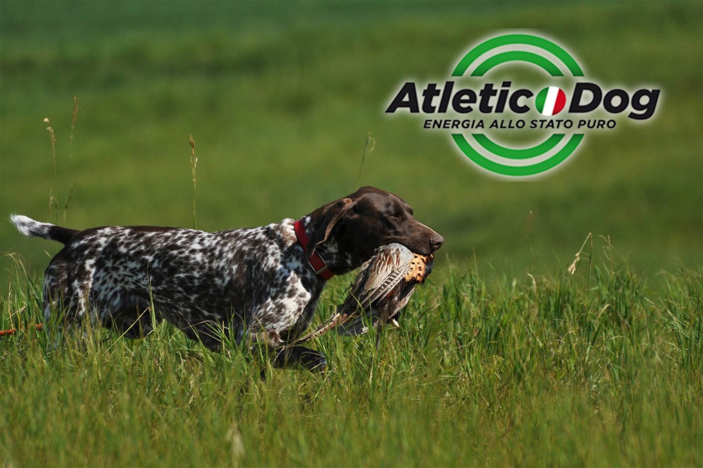 Atletic Dog Plus - Hundefutter für jeden Hund Hund mit Wildbeute im Maul