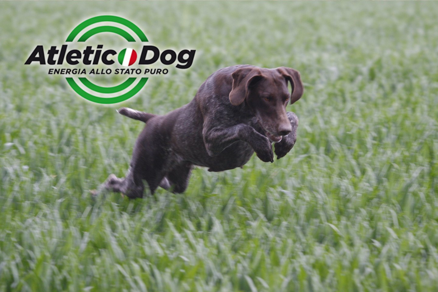 Futter für Jagdhunde: Atletic Dog Alta Energia Jagdhund im freien Feld