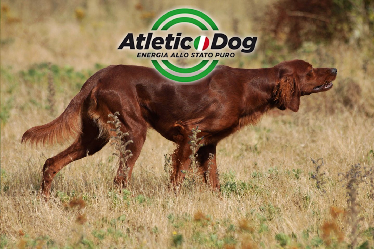 Necon Pet Food Atletic Dog Atletic Dog Hundefutter