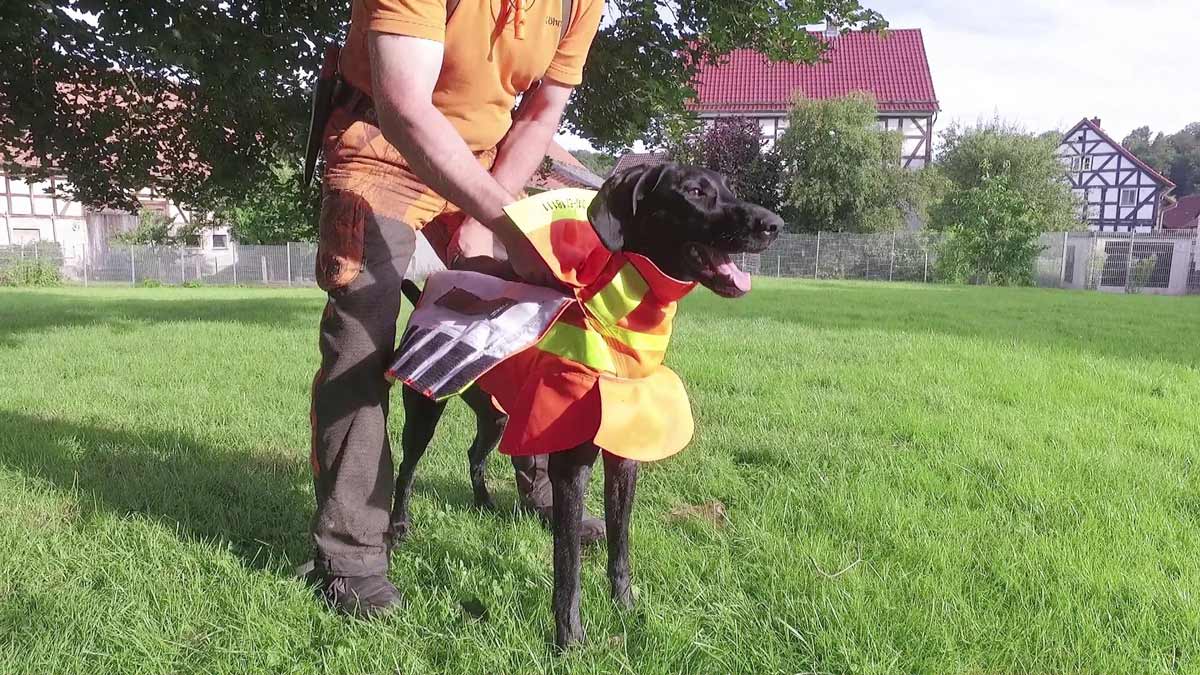 jagdhund: Schutz von Jagdhunden: Ortungsgeräte und Schutzwesten jagdhund: Schutz von Jagdhunden: Ortungsgeräte und Schutzwesten