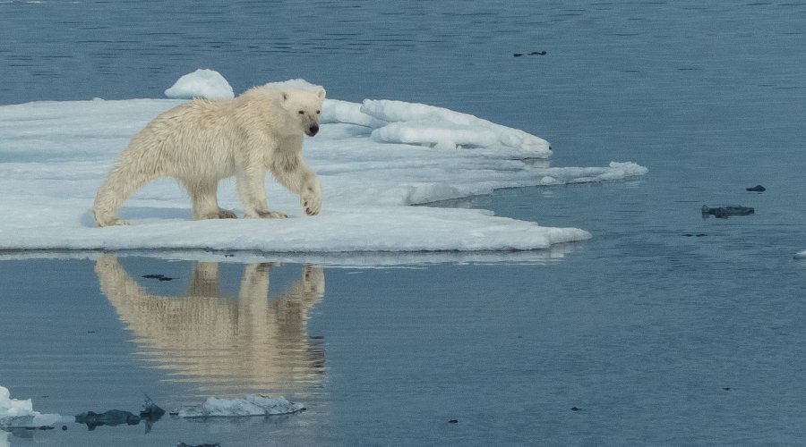 Eisbär auf dem Eis bei Spitzbergen