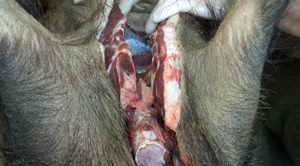 Aufbrechen eines Wildschweins