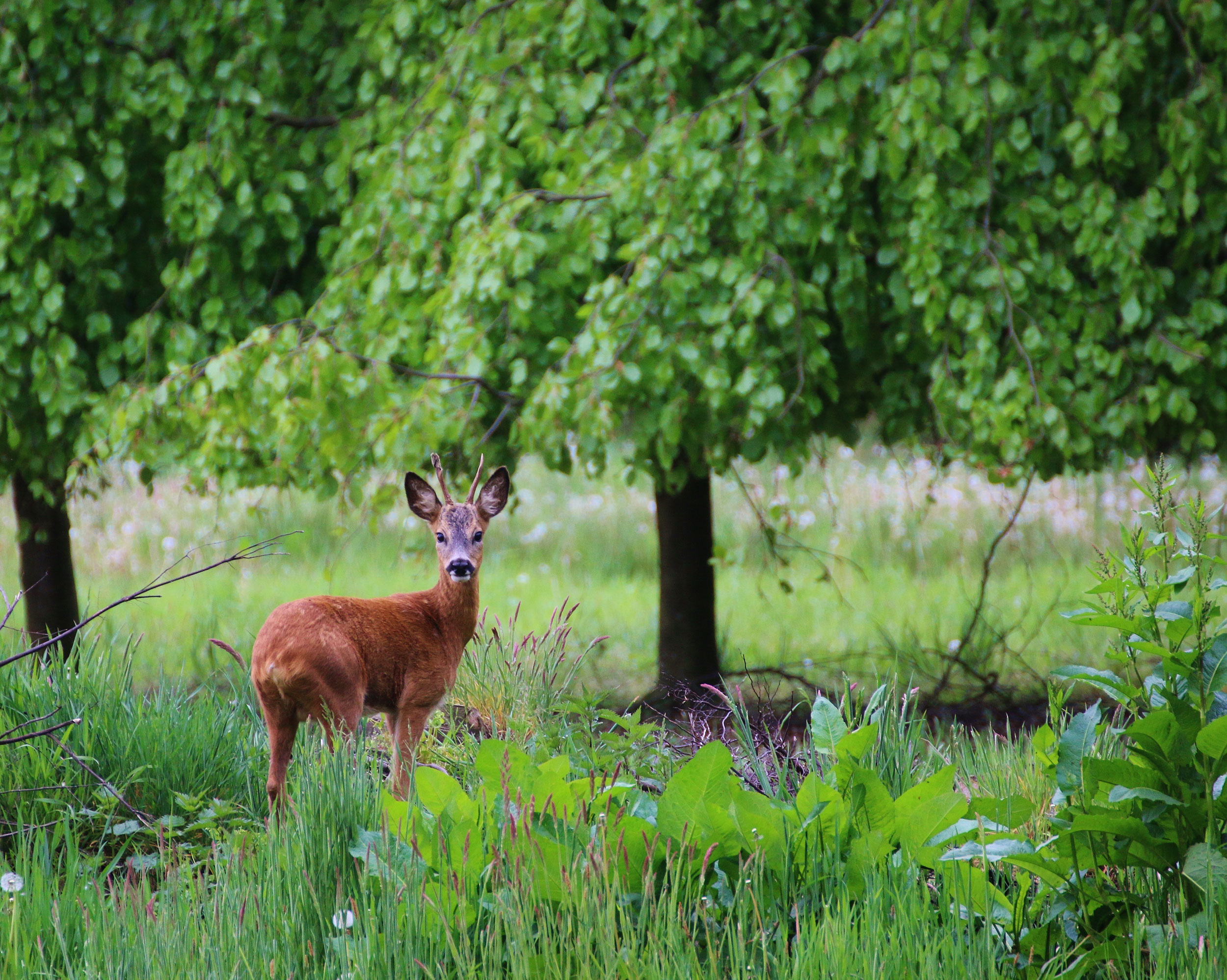 jagd-ausruestung: Outfox Ergotarn-Geruchsfilter Jagdbekleidung im Test