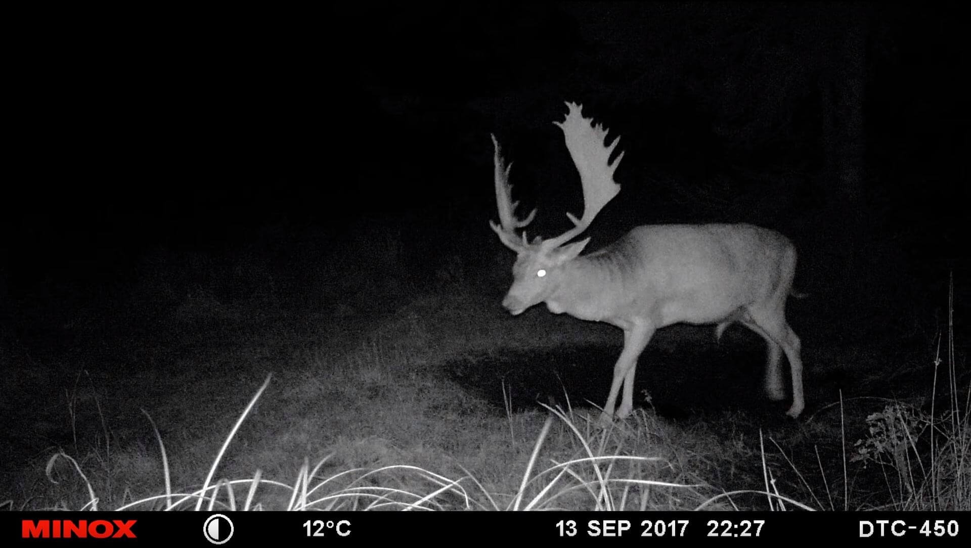 minox: Wildkameras: Funktionen, Tipps und Tricks für tolle Bilder