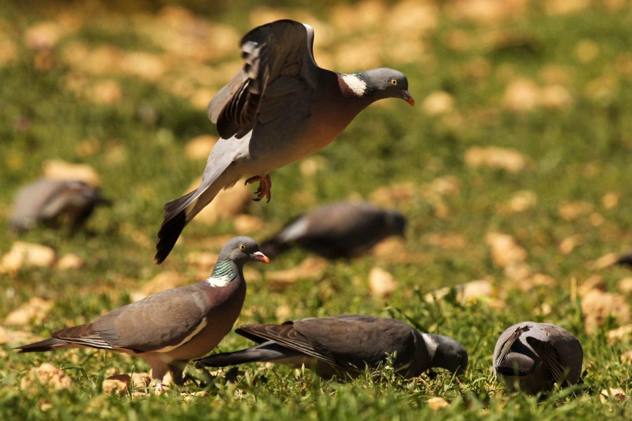 Tipps für die Krähen- und Taubenjagd und Lockjagd auf Federwild Ringeltauben zur Futteraufnahme auf einer Wiese