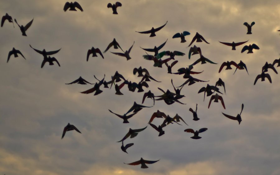 Tipps für die Krähen- und Taubenjagd und Lockjagd auf Federwild Heranfliegender Schwarm Tauben