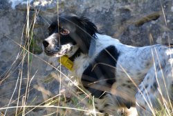 Atletic Dog: neues Futter für Jagdhunde aus Italien Atletic Dog: neues Futter für Jagdhunde aus Italien