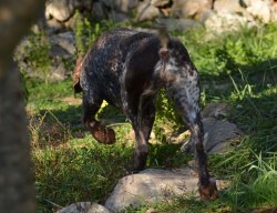 Atletic Dog: neues Futter für Jagdhunde aus Italien Atletic Dog: neues Futter für Jagdhunde aus Italien