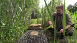 Fallenjagd ist moderner Naturschutz Aufgestellte Lebendfalle