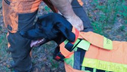 Schutz von Jagdhunden: Ortungsgeräte und Hundeschutzwesten Jagdhund mit Schutzweste und Ortungssystem