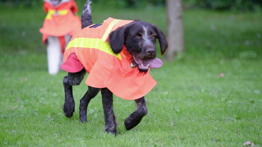 hunde navi