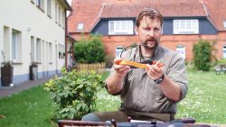 Schutz von Jagdhunden: Ortungsgeräte und Hundeschutzwesten Ortungssystem am Halsband für Hunde