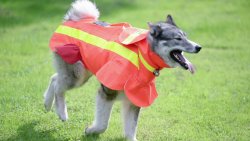 Schutz von Jagdhunden: Ortungsgeräte und Hundeschutzwesten Hund mit Hundeschutzweste