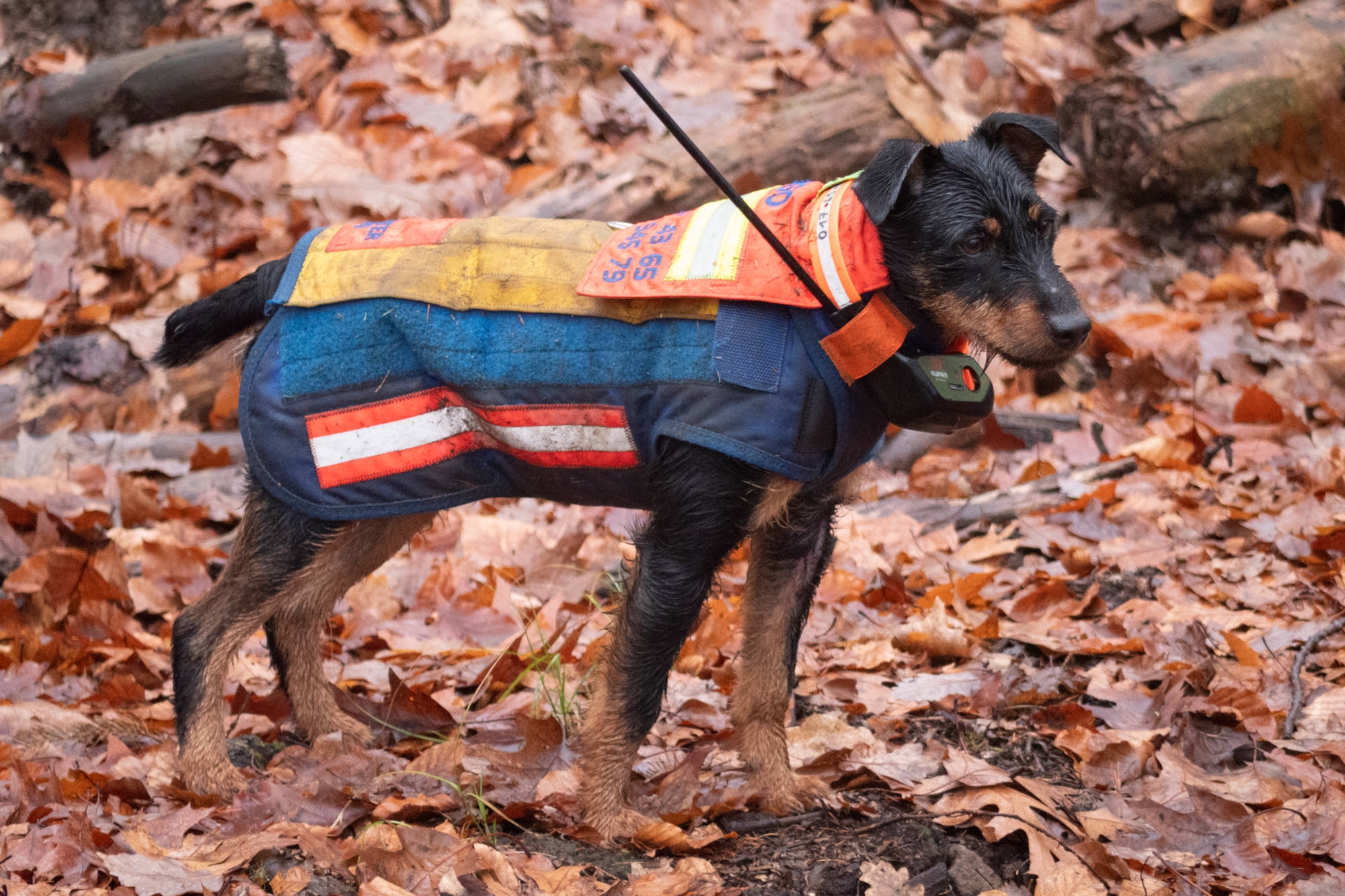 jagdhund: So schützen Sie Ihren Jagdhund! Spezialisten verraten uns, welche Hundeschutzwesten besonders sinnvoll sind. jagdhund: So schützen Sie Ihren Jagdhund! Spezialisten verraten uns, welche Hundeschutzwesten besonders sinnvoll sind.