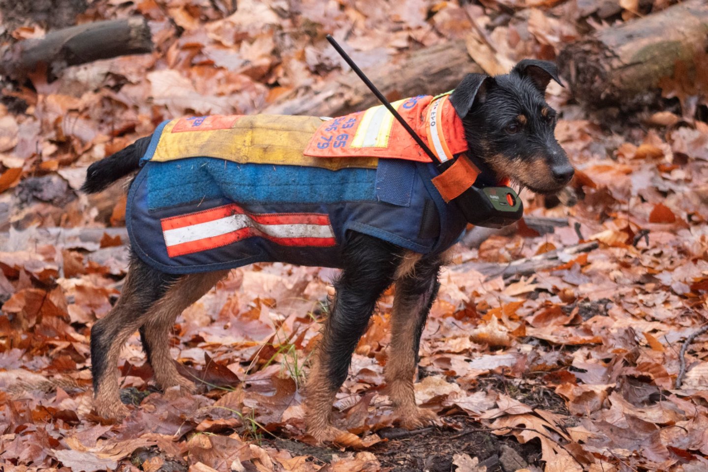 Deutscher Jagdterrier mit Hundeschutzweste und Ortungsgerät