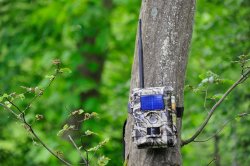 Minox Wildkameras DTC 700 und DTC 1100 Wildkamera Minox DTC 1100 an einem Baum