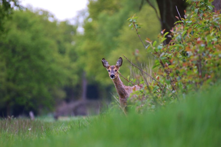 Outfox Ergotarn-Geruchsfilter: Jagdbekleidung im Test Outfox Ergotarn-Geruchsfilter reduziert die menschliche Witterung