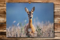 Geschenkideen für Weihnachten aus dem RWS-Shop RWS Wildkalender
