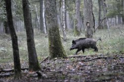 SHOTHUNT Wireless Gehörschutz im Test Wildschwein im Wald