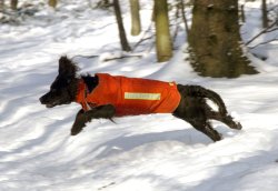Tracker SUPRA Hundeortung Jagdhund mit Hundeortungsgerät und Warnweste