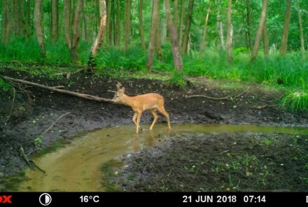 Wildkameras: Funktionen und Tipps und Tricks für tolle Bilder Rehkitz am Bach, aufgenommen mit einer MINOX DTC 450 Wildkamera