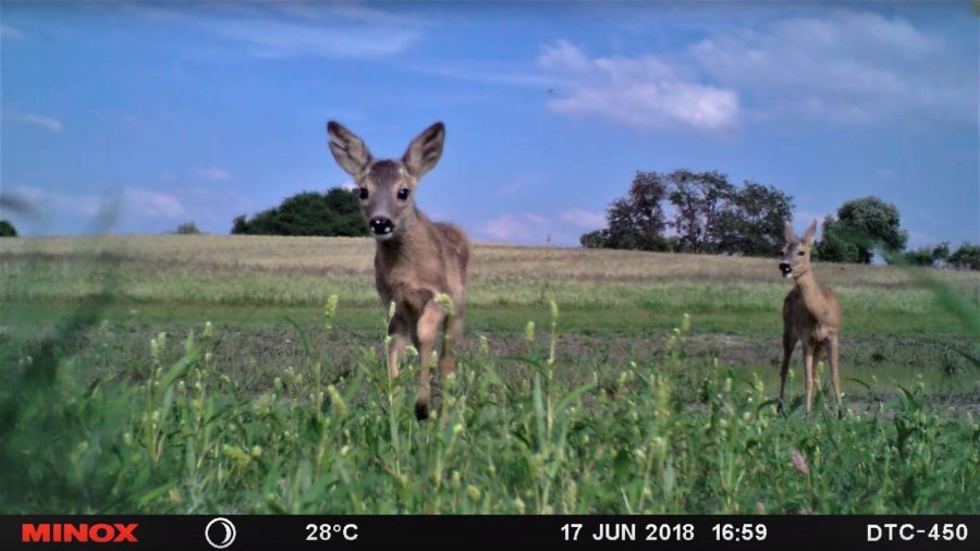 Wildkameras: Funktionen und Tipps und Tricks für tolle Bilder Rehkitz auf offenem Feld, aufgenommen mit einer MINOXDTC 450 Wildkamera