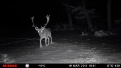 Wildkameras: Funktionen und Tipps und Tricks für tolle Bilder Damhirsch in der Nacht von vorn, aufgenommen mit einer MINOX DTC 450 Wildkamera
