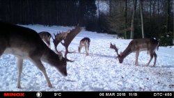 Wildkameras: Funktionen und Tipps und Tricks für tolle Bilder Damhirsche im Winter, aufgenommen mit einer MINOX DTC 450 Wildkamera